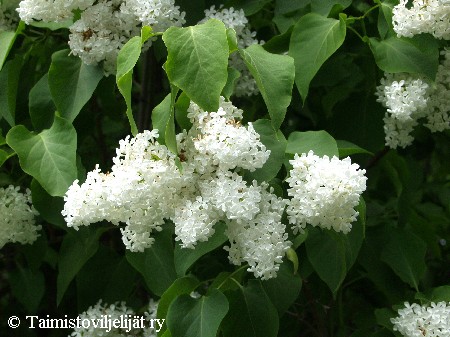 Syringa vulgaris 'Alba'